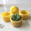 Beeswax Planters / Luminaries